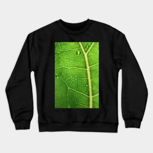 Fiddle Leaf Ficus Crewneck Sweatshirt